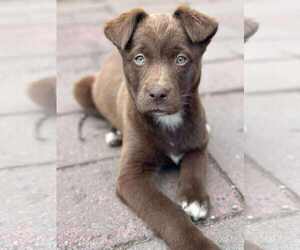Huskies -Labrador Retriever Mix Dogs for adoption in Anchorage, AK, USA