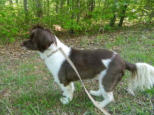 Cavapom Dogs for adoption in Randleman, NC, USA