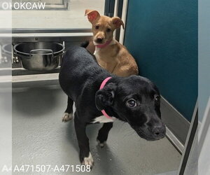 Dachshund-Unknown Mix Dogs for adoption in Oklahoma City, OK, USA