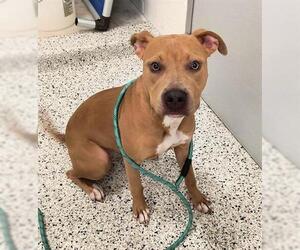 American Pit Bull Terrier Dogs for adoption in Canfield, OH, USA