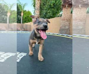 Jack Russell Terrier-Staffordshire Bull Terrier Mix Dogs for adoption in Cave Creek, AZ, USA
