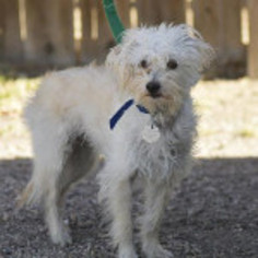 Mutt Dogs for adoption in Georgetown, CO, USA