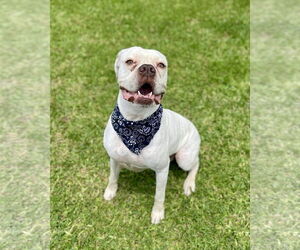 Boxer Dogs for adoption in Dumont, NJ, USA