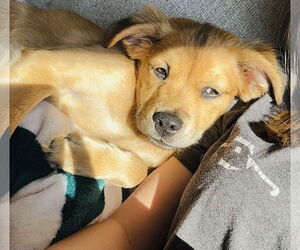 American Staffordshire Terrier-Spaniel Mix Dogs for adoption in Princeton, MN, USA