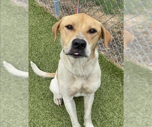 Labrador Retriever-Unknown Mix Dogs for adoption in Fayetteville, NC, USA
