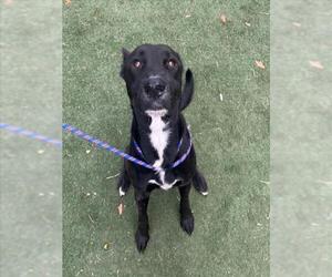 Shepradors Dogs for adoption in Texas City, TX, USA