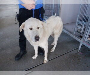 Anatolian Pyrenees Dogs for adoption in Oroville, CA, USA