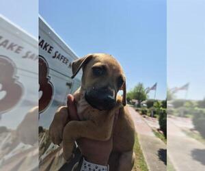 American Staffordshire Terrier-Unknown Mix Dogs for adoption in San Antonio, TX, USA