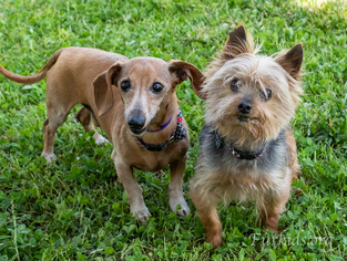 Dachshund-Unknown Mix Dogs for adoption in Alpharetta, GA, USA