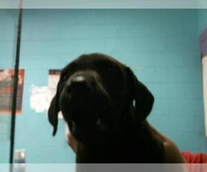 Labrador Retriever Dogs for adoption in Lufkin, TX, USA