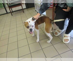 Bulldog Dogs for adoption in Ocala, FL, USA