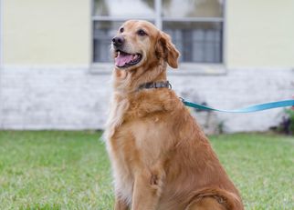 Golden Retriever Dogs for adoption in Brooksville, FL, USA