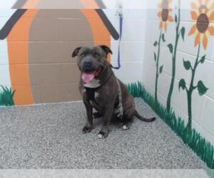 American Staffordshire Terrier Dogs for adoption in San Bernardino, CA, USA