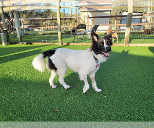 Australian Shepherd-Unknown Mix Dogs for adoption in oakland, FL, USA