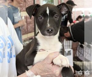Mutt Dogs for adoption in Washington, DC, USA