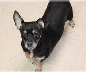 Chihuahua Dogs for adoption in Olathe, KS, USA