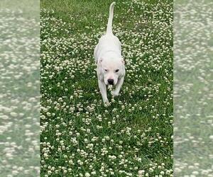 Labrador Retriever-Unknown Mix Dogs for adoption in Lawton, OK, USA