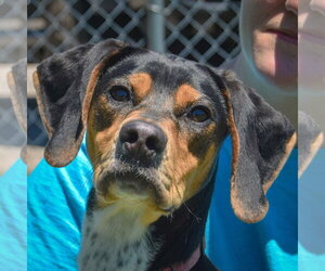 Treeing Walker Coonhound Dogs for adoption in Huntley, IL, USA