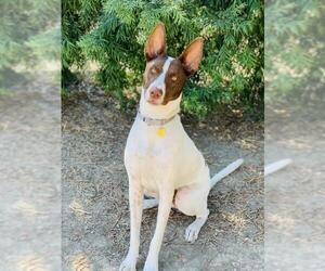 Pharaoh Hound Dogs for adoption in Seal Beach, CA, USA