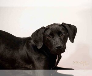 Labrador Retriever-Unknown Mix Dogs for adoption in Evansville, IN, USA