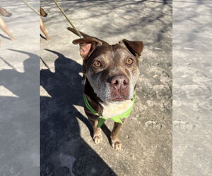 Mutt Dogs for adoption in Holly Springs, NC, USA