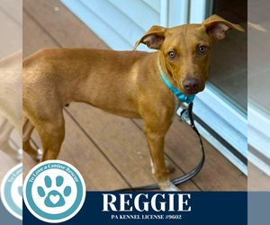 Unknown-Vizsla Mix Dogs for adoption in Kimberton, PA, USA