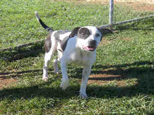American Staffordshire Terrier-Dalmatian Mix Dogs for adoption in Waynesville, NC, USA