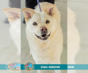 Chow Chow-Unknown Mix Dogs for adoption in Mobile, AL, USA