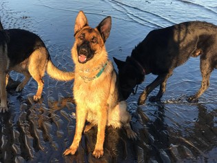 German Shepherd Dog Dogs for adoption in Anchorage, AK, USA