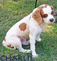 Cavalier King Charles Spaniel Dogs for adoption in Griffin, GA, USA