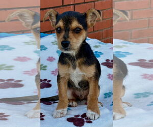 Mutt Dogs for adoption in Minneapolis, MN, USA