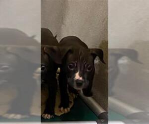 American Staffordshire Terrier Dogs for adoption in Georgetown, TX, USA