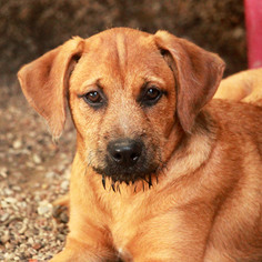 Medium Photo #1 Mutt Puppy For Sale in Waco, TX, USA