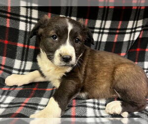 American Pit Bull Terrier-Unknown Mix Dogs for adoption in HESPERIA, CA, USA