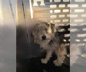 Mutt Dogs for adoption in San Antonio, TX, USA