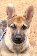 German Shepherd Dog-Unknown Mix Dogs for adoption in Siren, WI, USA
