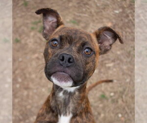 Boxer-Unknown Mix Dogs for adoption in Canton, CT, USA