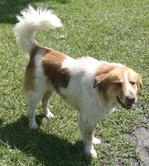 Australian Retriever Dogs for adoption in Pembroke, GA, USA