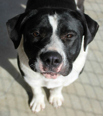 Small Labrador Retriever Mix