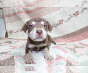 Mutt Dogs for adoption in El Centro, CA, USA