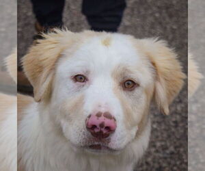 Great Pyrenees-Unknown Mix Dogs for adoption in Huntley, IL, USA
