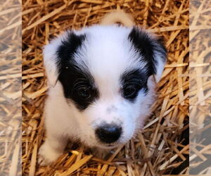 Mutt Dogs for adoption in Lafayette, CA, USA