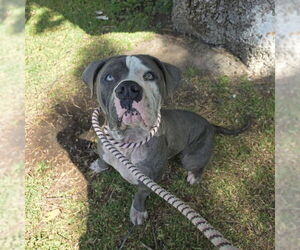 American Pit Bull Terrier Dogs for adoption in Long Beach, CA, USA