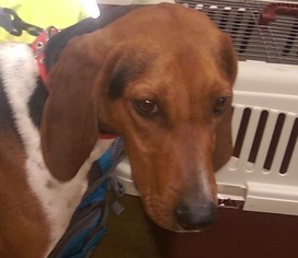 Treeing Walker Coonhound Dogs for adoption in Wheaton, IL, USA