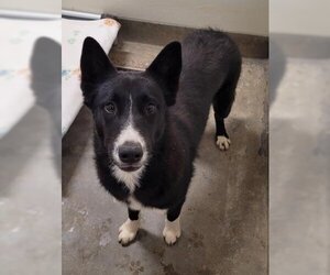 Border Collie-Unknown Mix Dogs for adoption in Jackson, CA, USA