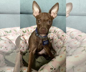 Chihuahua-Unknown Mix Dogs for adoption in Bellevue, WA, USA