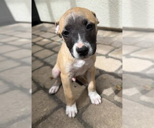 Mutt Dogs for adoption in Santa Cruz, CA, USA