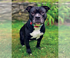 American Pit Bull Terrier Dogs for adoption in Westminster, MA, USA