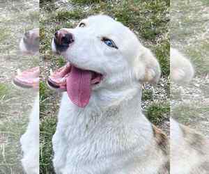 Catahoula Leopard Dog-Siberian Husky Mix Dogs for adoption in Crandall, GA, USA