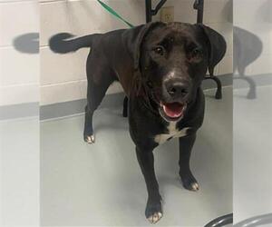 Labrador Retriever-Unknown Mix Dogs for adoption in St. Cloud, FL, USA